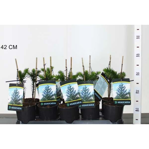 Chilei fenyő ARAUCARIA ARAUCANA 15/20 K1