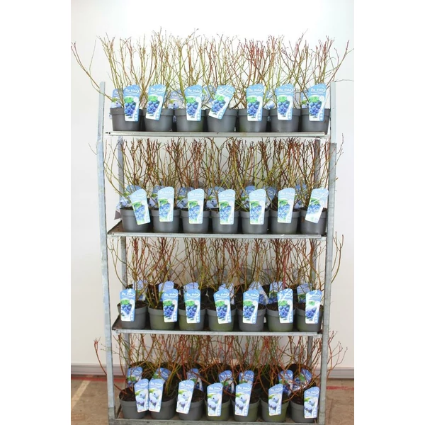 Kék áfonya VACCINIUM CORYMBOSUM 40CM K3