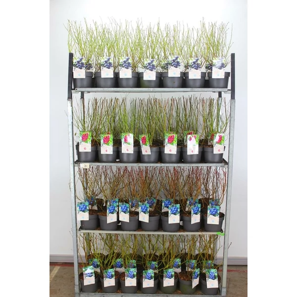 Kék áfonya VACCINIUM CORYMBOSUM 50/60 K3