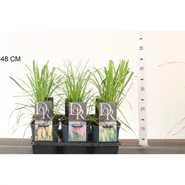 Pampafű CORTADERIA FAJTÁK K2