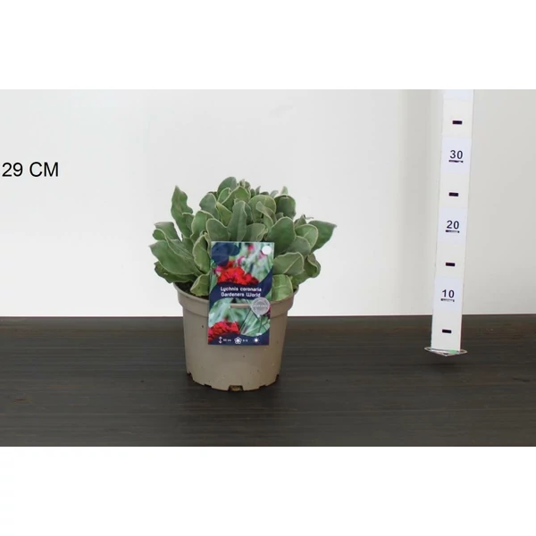 Réti kakukkszegfű LYCHNIS CORONARIA GARDENERS WORLD 15/20 CS17