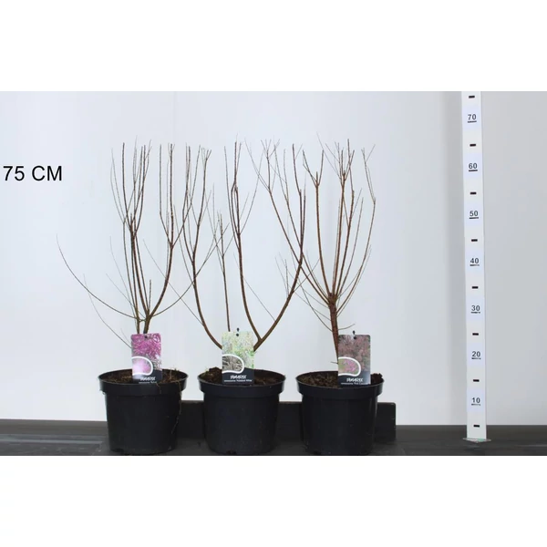 tamariska TAMARIX RAMOSISSIMA FAJTÁK 40/50 K3