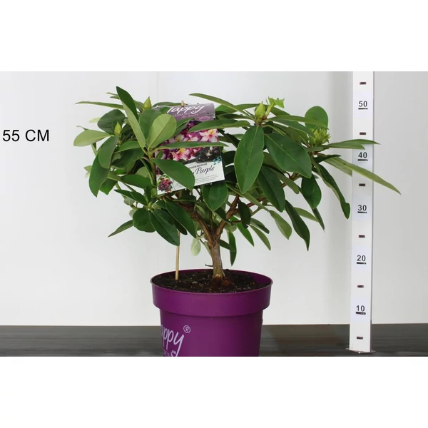 Havasszépe    RHODODENDRON HAPPYDENDRON PUSHYPURPLE 30/40 K5