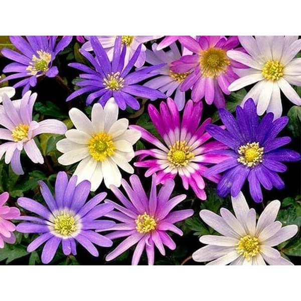  Szellőrózsa  ANEMONE BLANDA CS12