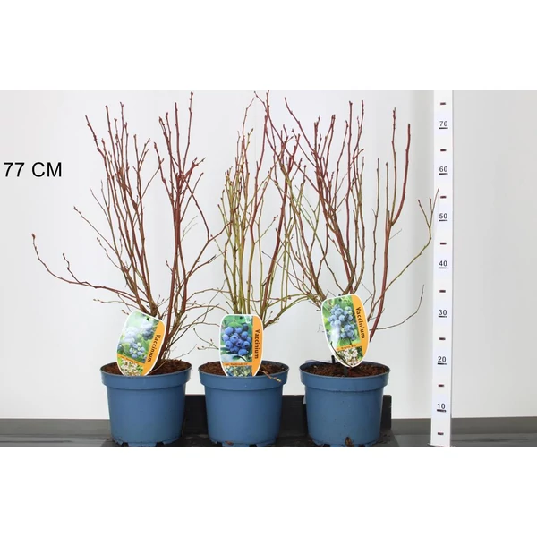 Áfonya VACCINIUM CORYMBOSUM 40/60 K4