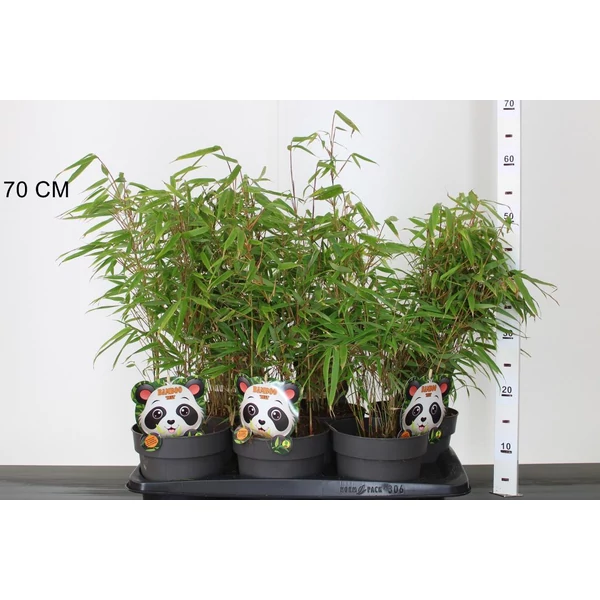  Bambusz FARGESIA RUFA