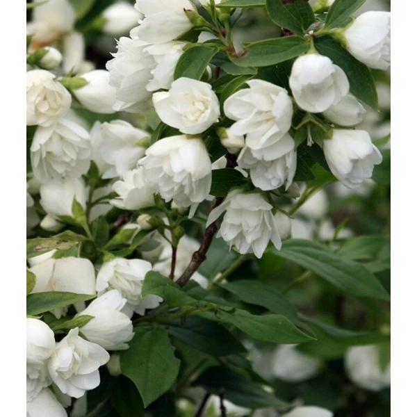 Telt virágú jezsámen  PHILADELPHUS SNOWBELLE 100/125 K7,5