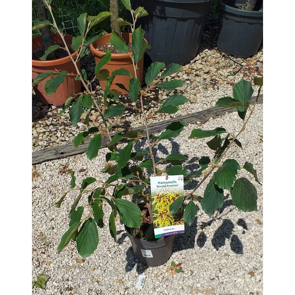 Varázsmogyoró HAMAMELIS ARNOLD PROMISE 40/50 K3