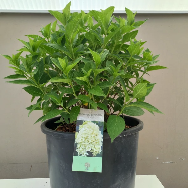 Bugás hortenzia HYDRANGEA PANICULATA SKYFALL K15