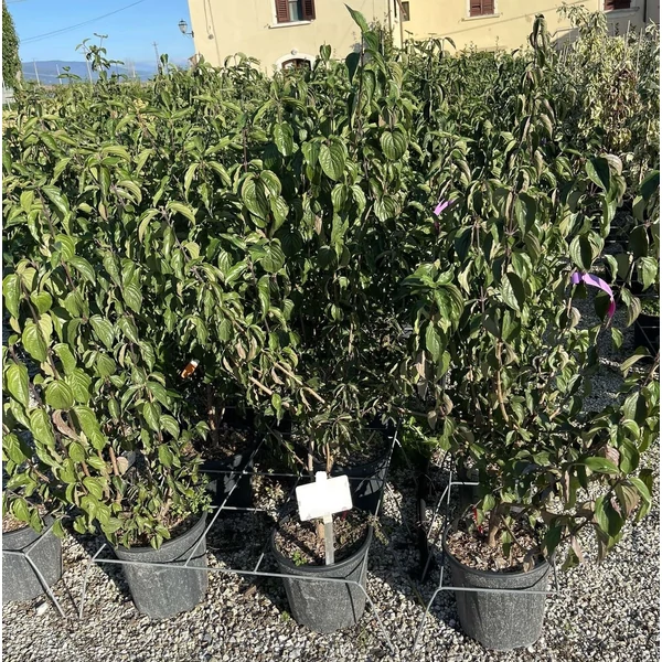 Húsos som CORNUS MAS 60/80 K10