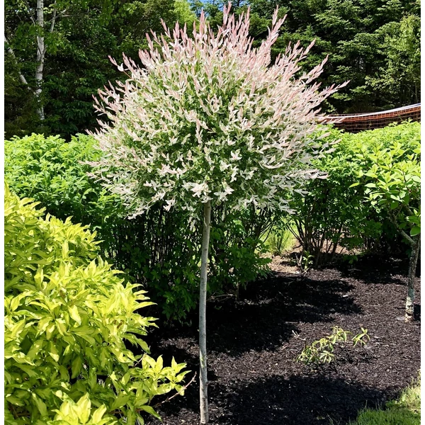 Tarkalevelű japán fűz  SALIX INTEGRA HAKURO-NISHIKI T120 K5