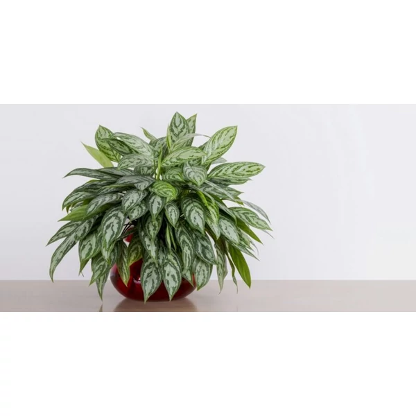 Rákvirág AGLAONEMA FAJTÁK CS12