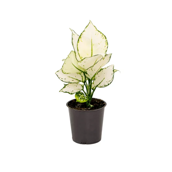 Rákvirág AGLAONEMA LYCEE RED CS19