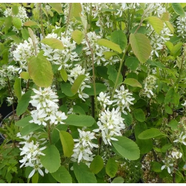 Mézalmácska AMELANCHIER OBELISK 50/60 K7