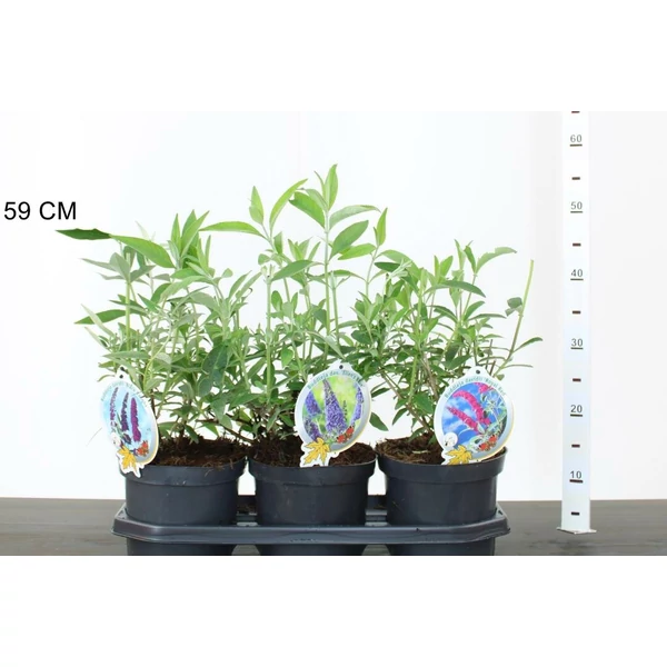 Nyári orgona BUDDLEJA DAVIDII FAJTÁK 20/30 K3