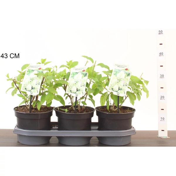 Bugás hortenzia  HYDRANGEA PANICULATA PHANTOM 30/40 CS19