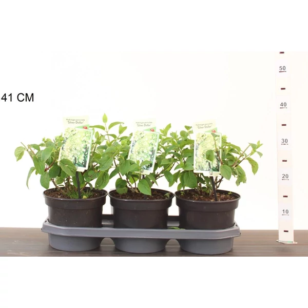 Bugás hortenzia  HYDRANGEA PANICULATA SILVER DOLLAR 30/40 CS19