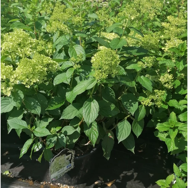 Bugás hortenzia HYDRANGEA PANICULATA SKYFALL K20