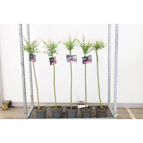 Tarkalevelű japán fűz  SALIX INTEGRA HAKURO-NISHIKI T80 K3