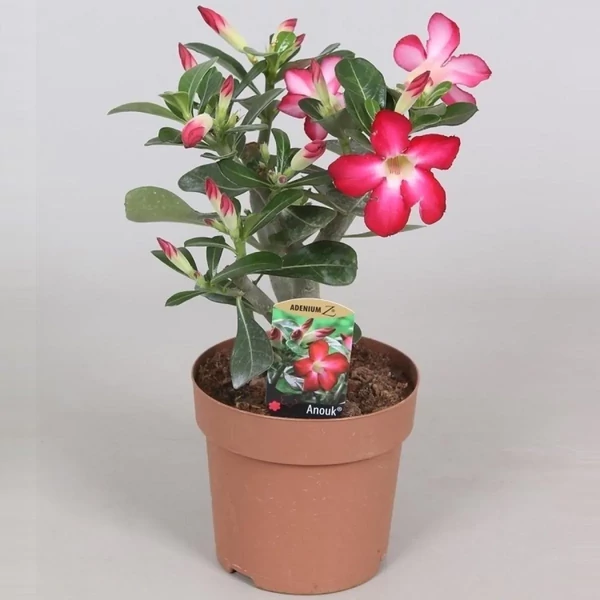 Sivatagi rózsa ADENIUM OBESUM 35/40 CS14