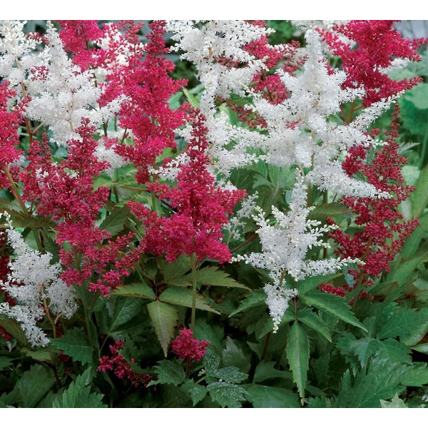 TOLLBUGA ASTILBE FAJTÁK CS17