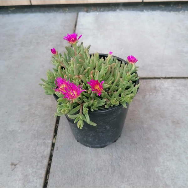 Kristályvirág  DELOSPERMA COOPERI CS14