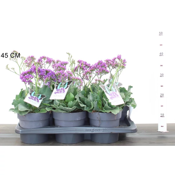 SóvirágLLIMONIUM SALT LAKE CS19