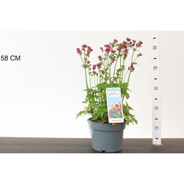 Völgycsillag ASTRANTIA MAJOR ROMA CS19