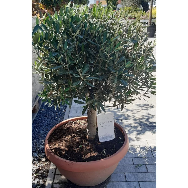 Olajfa OLEA EUROPAEA T55 18/25 K42