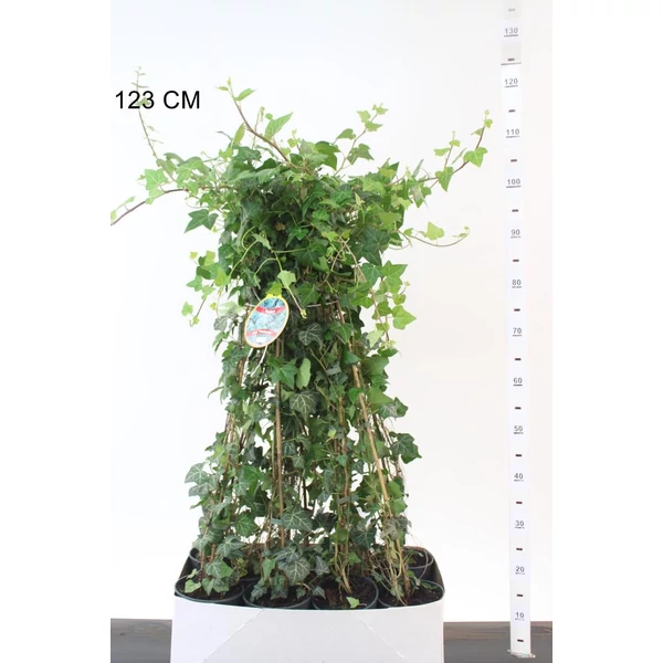 Közönséges borostyán HEDERA HELIX PLATTENSEE 80/100 K2
