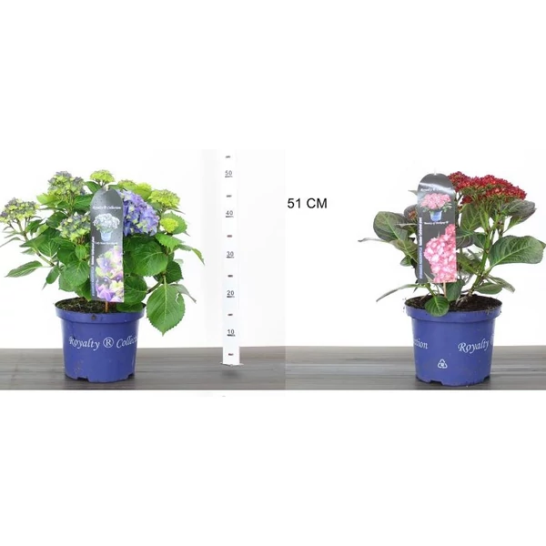 Kerti hortenzia   HYDRANGEA MACROPHYLLA ROYALTY COLLECTION 30/40 K5