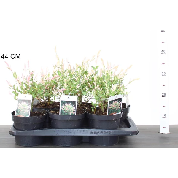 Tarkalevelű japán fűz  SALIX INTEGRA HAKURO-NISHIKI 20/30 K2