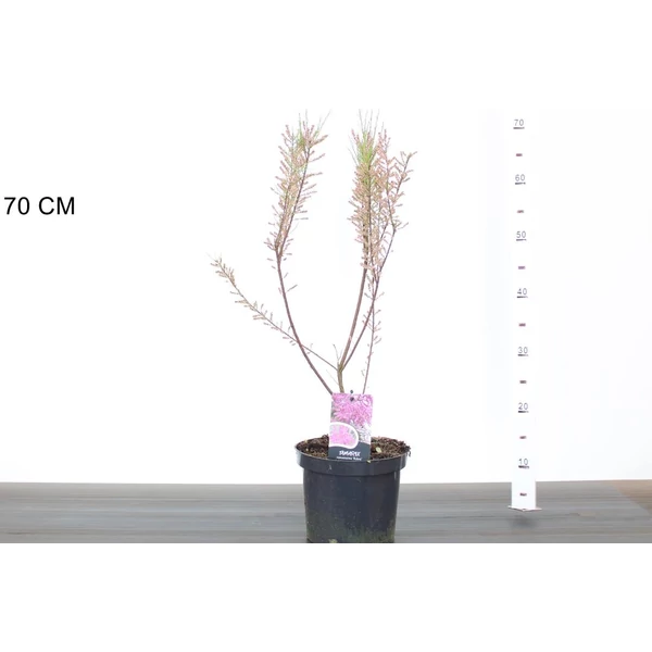 tamariska TAMARIX RAMOSISSIMA RUBRA K3