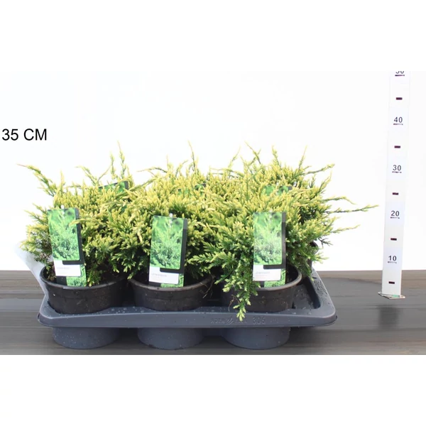Himalájai törpeboróka JUNIPERUS SQUAMATA HOLGER 20/25 K2