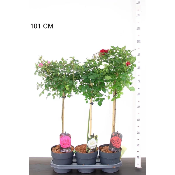 Rózsa - törzsre oltott ROSA FAJTÁK T55 CS19
