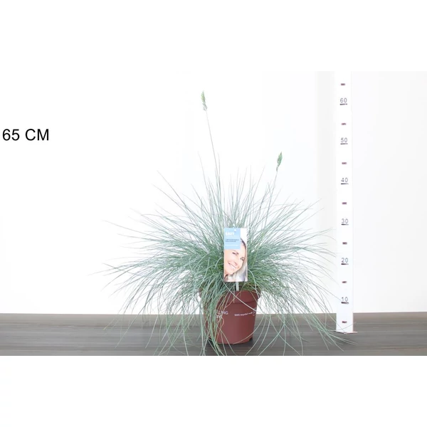 Fényperje FESTUCA GLAUCA INTENS BLUE 30/40 K2