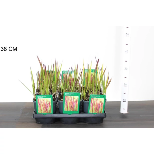 Vöröslevelű alangfű IMPERATA CYLINDRICA RED BARON K2