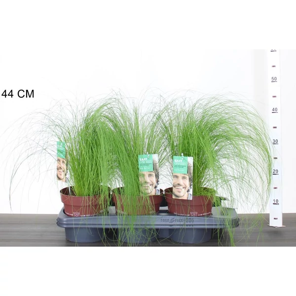 Árvalányhaj STIPA TENUISSIMA PONY TAILS K2