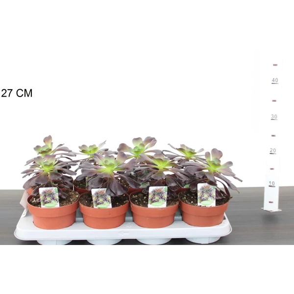 Fás kövirózsa AEONIUM ARBOREUM CS14