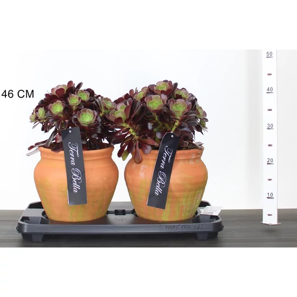 Fás kövirózsaAEONIUM ARBOREUM VELOURS KERÁMIA KASPÓBAN 30/40 K7