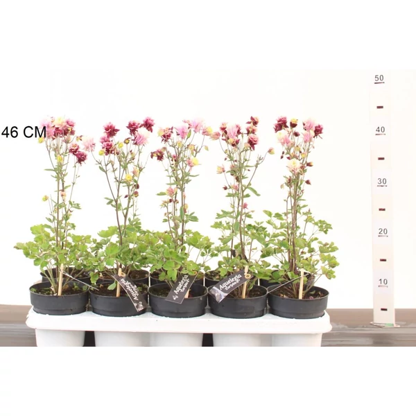 Kerti haranglábAQUILEGIA CAERULEA EALYBIRD CS12