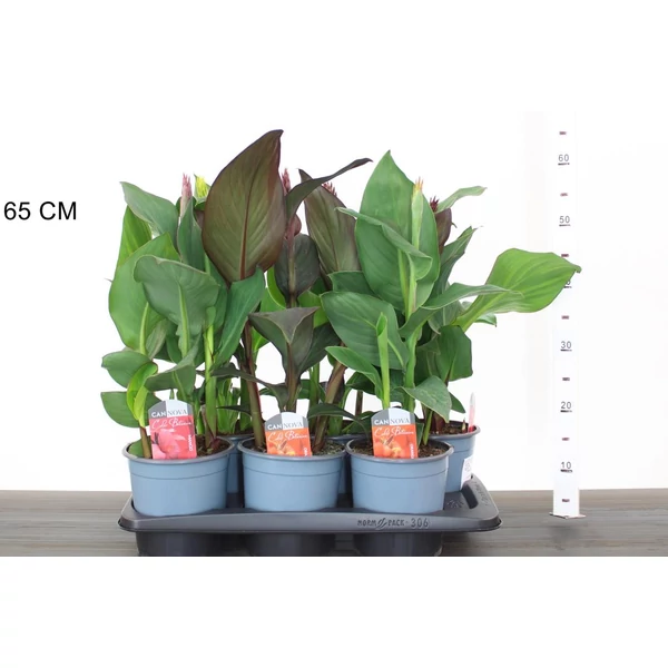 Kerti kannavirág CANNA IN CULTIVARS 50CM CS17