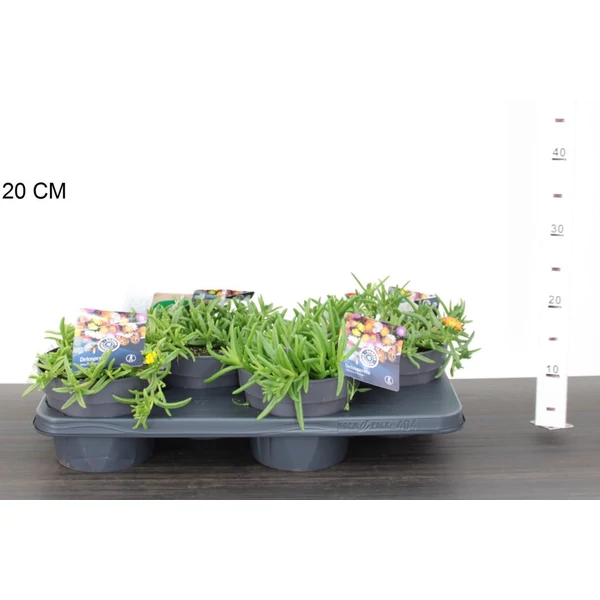 Kristályvirág DELOSPERMA COOPERI K2