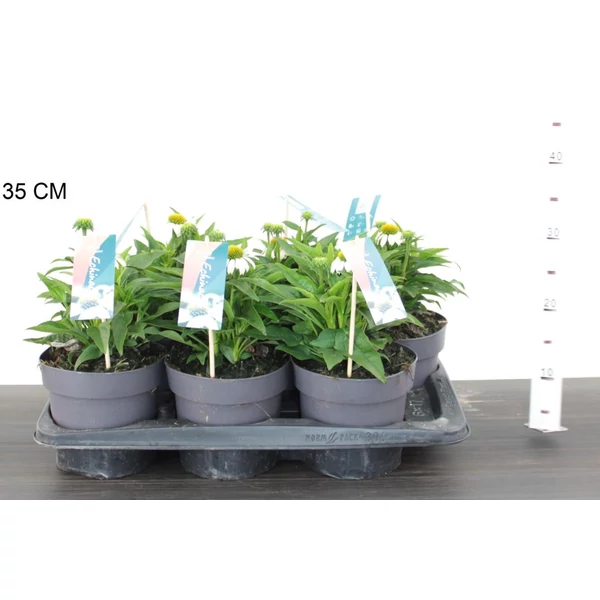 Bíbor kasvirág ECHINACEA PURPUREA MOOODZ GLORY 10/15 CS17