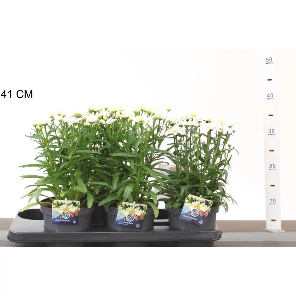 Törpe margaréta  LEUCANTHEMUM MAXIMUM SNOW LADY CS13