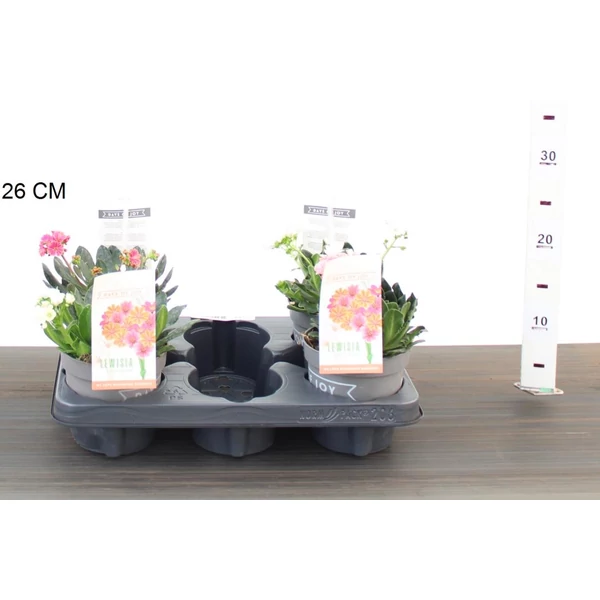 Változékony dohánygyökér LEWISIA COTYLEDON MOUNTAIN DREAMS 20/25 CS13