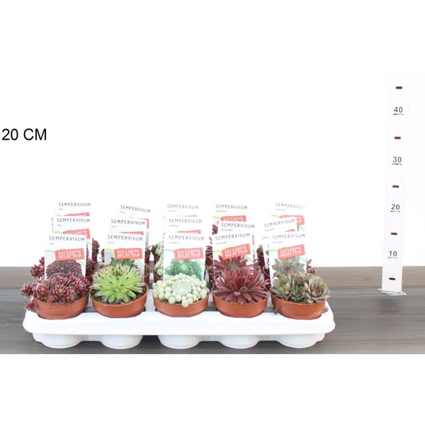 KövirózsaSEMPERVIVUM FAJTÁK CS12