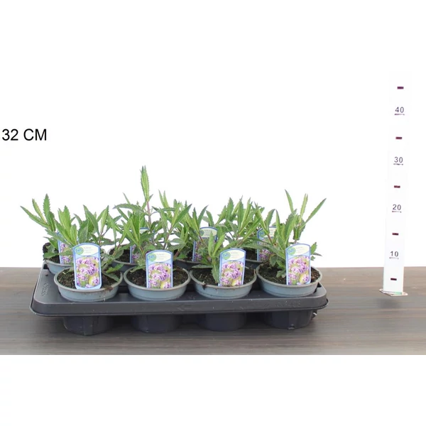 Ernyős verbéna, vasfű VERBENA BONARIENSIS LOLLIPOP CS13
