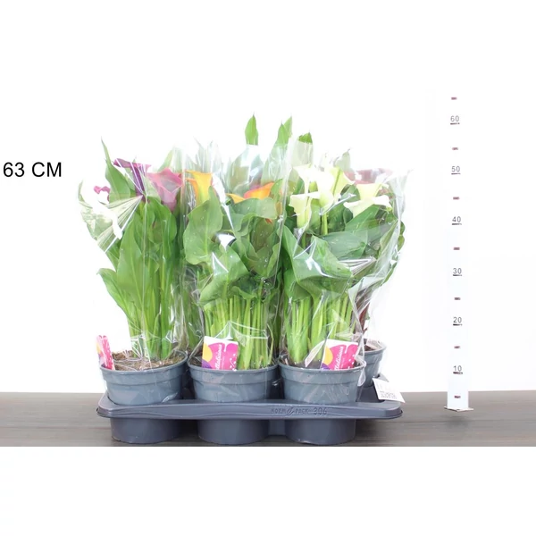 Kála ZANTEDESCHIA FAJTÁK CS17