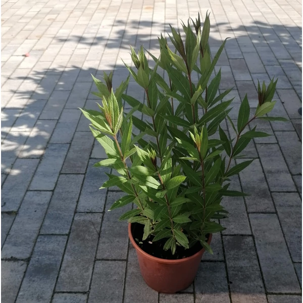 Virginiai veronika VERONICASTRUM VIRGINICUM PINK GLOWE CS17
